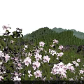 Scenic Landscape With Pink Flowers Meadow Green Mountains River Under Blue Sky And Falling Petals