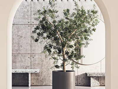 Modern Interior Featuring Olive Tree Bonsai In Gray Planter Against Concrete Archway 3d model
