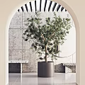 Modern Interior Featuring Olive Tree Bonsai In Gray Planter Against Concrete Archway