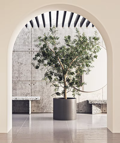 Modern Interior Featuring Olive Tree Bonsai In Gray Planter Against Concrete Archway 3d model