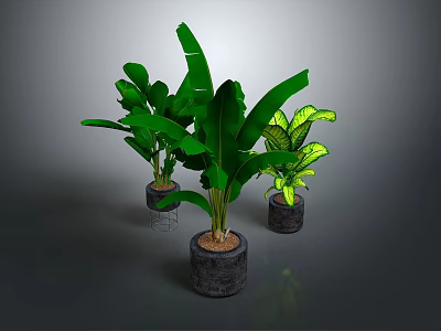Green Potted Plants With Metal Stand And Different Leaves In Gray Planters On Dark Background 3d model