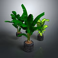 Green Potted Plants With Metal Stand And Different Leaves In Gray Planters On Dark Background
