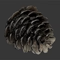 Natural Brown Pine Cone Plant Part With Intricate Scaly Texture On Gray Background