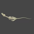 Tyrannosaurus Dinosaur Skeleton Fossil With Detailed Bone Structure And Sharp Teeth