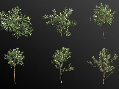 Lush Green Hanging Basket Plants For Home Decoration With Various Foliage And Lush Growth 3d model