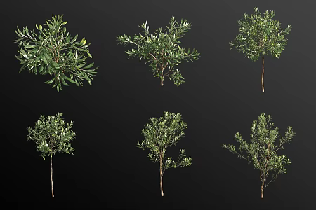 olive green plant 3d model
