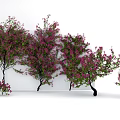 Lush Climbing Vine Plants With Pink Flowers And Green Leaves Against White Background