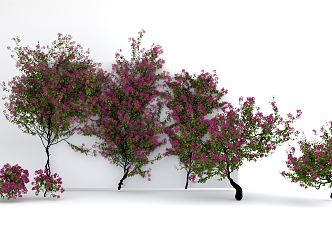 Modern Vine Climbing Vine Plant Lagerstroemia indica 3d model