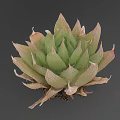 Vibrant Succulent Plant With Green And Pink Rosette Shaped Leaves For Indoor Decoration