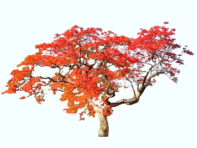 Vibrant Arbor With Red And Orange Leaves And Curved Trunk In Autumn 3d model