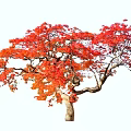 Vibrant Arbor With Red And Orange Leaves And Curved Trunk In Autumn