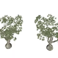 Lush Green Shrub With Vibrant Foliage Multiple Branches And Natural Appearance