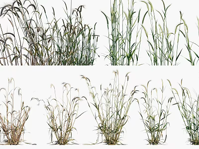 Various Types of Crops With Different Growth Stages and Green Dry Leaves 3d model