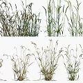 Various Types of Crops With Different Growth Stages and Green Dry Leaves
