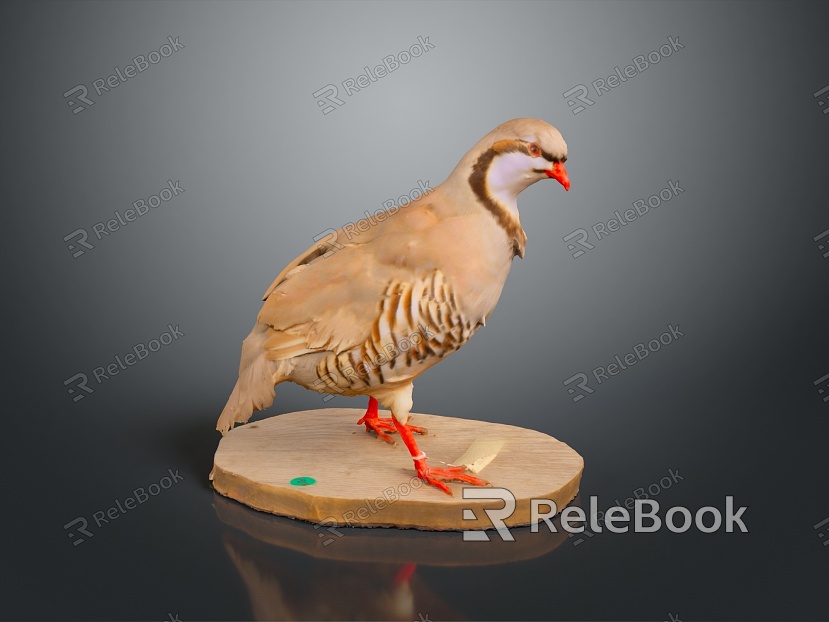 bird bird bird bird game animal cartoon animal animal realistic animal model