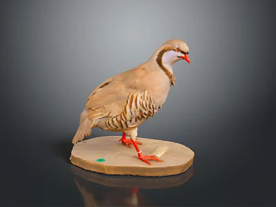 Light Brown Striped Bird With Red Beak And Legs On Circular Base Against Dark Background 3d model