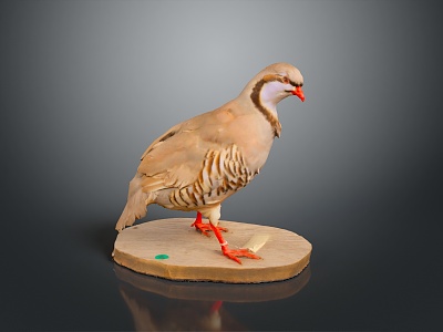 bird game animal cartoon animal realistic animal model