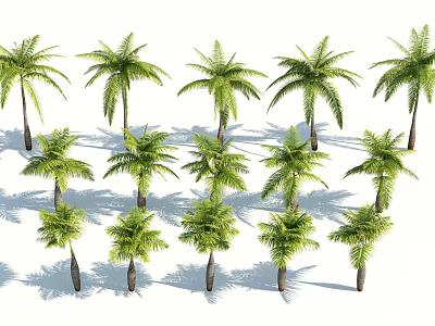 Various Sizes Green Palm Trees Arranged In Rows With Lush Leaves And Sunlight Shadows 3d model