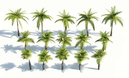 Modern Palm Tree 3d model