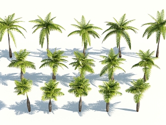 Modern Palm Tree 3d model