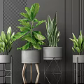 Lush Indoor Potted Plants with Grey Planters and Stylish Geometric Stands Against Dark Wall