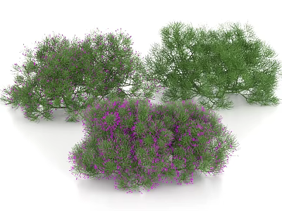 Decorative Shrubs with Green and Purple Foliage and Purple Blooms for Garden Landscaping 3d model