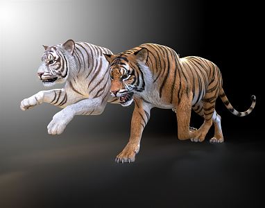 Modern Tiger White Tiger 3d model