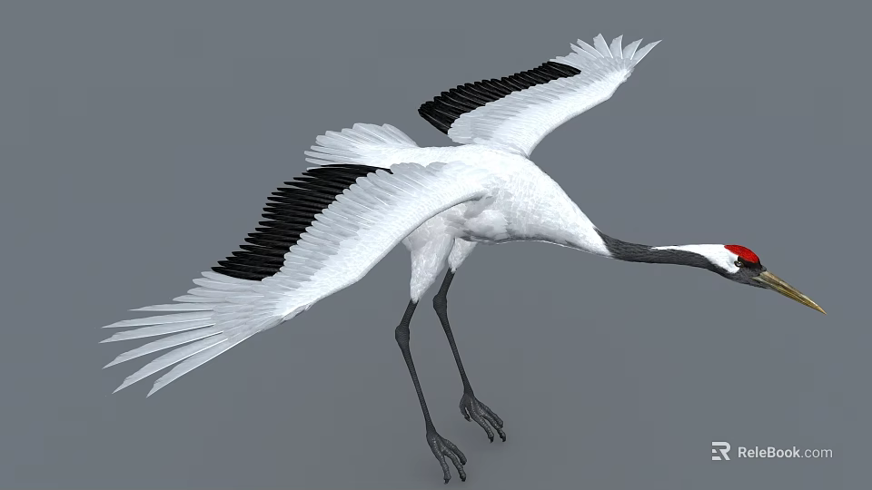 Red-crowned Crane Flying With White Body Black Wings Red Crown And Long Legs 3d model 