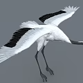 Red-crowned Crane Flying With White Body Black Wings Red Crown And Long Legs