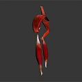Detailed Limb Organs Anatomical Structure With Red Tissue And White Connective Parts