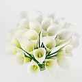 White Calla Lilies Arranged in Transparent Glass Vase with Green Stems and Water