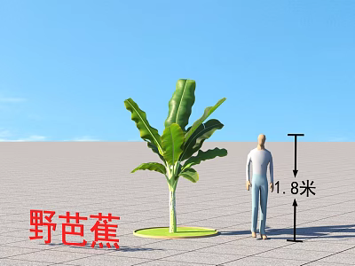 Wild Banana Tree with 1.8 Meters Height Next to Standing Person 3d model