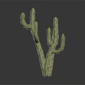 Green Cactus Plant With Multiple Branches Against Dark Background And Reflection 3d model