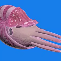 Vibrant Pink Spiral Shell Nautilus Aquatic Animal With White Spots And Black Eyes