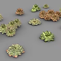 Various Guanyinlian Succulent Plants with Rosette Shaped Leaves and Colorful Foliage