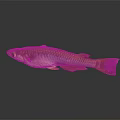 Golden Freshwater Fish With Shiny Silver Body And Orange Tail On Dark Background