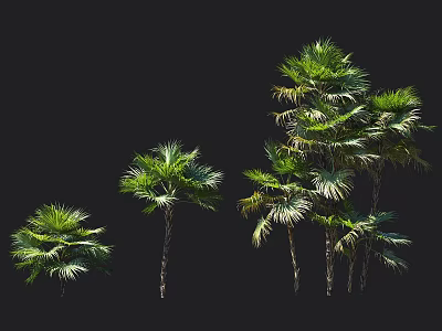Various Sizes Palm Trees With Green Fronds And Straight Trunks On Black Background 3d model