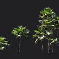 Various Sizes Palm Trees With Green Fronds And Straight Trunks On Black Background