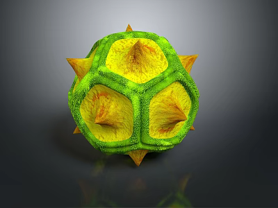 seed profile plant seed pod seed 3d model