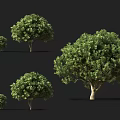 Green Decorative Shrubs In Various Sizes And Natural Forms For Landscaping 3d model