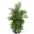 Indoor Potted Plants with Lush Palm Leaves and Broad Green Foliage in Stylish Black Planters