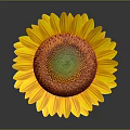 Vibrant Sunflower with Yellow Petals Orange Center and Green on Gray Background with Reflection