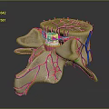 Medical Device Visualizing 3D Rendered Cervical Spine Anatomical Vascular and Bone Structures 3d model