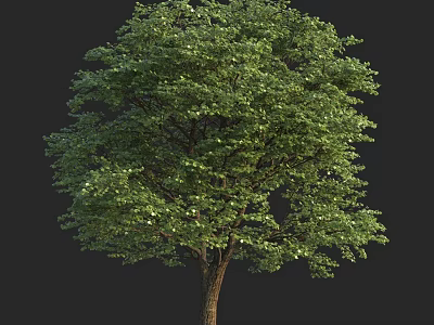 Arbor With Lush Green Foliage And Sturdy Trunk Isolated On Dark Backdrop 3d model