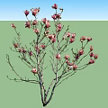 Two Graceful Blooming Trees with Pink Blossoms and Delicate Branches