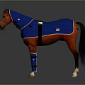 Brown Horse In Blue Blanket With Leg Wraps Yellow Trim And Straps