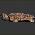 Colorful Sea Turtle with Red and Orange Shell Pattern Head and Limbs on Dark Background 3d model