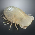 Giant Isopod Aquatic Creature With Light Beige Segmented Body And Exoskeleton In Deep Sea