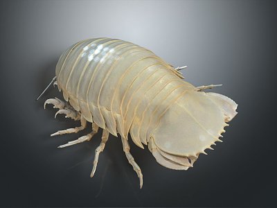 Modern sea lice giant deep sea lice giant deep sea lice giant isopod 3d model