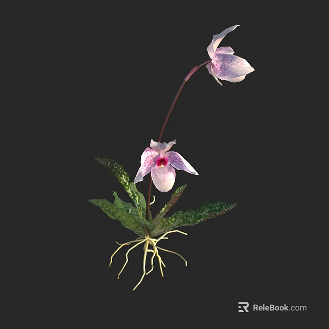 Pink Flowers With White Spots And Green Veined Leaves Showing Visible Roots 3d model 